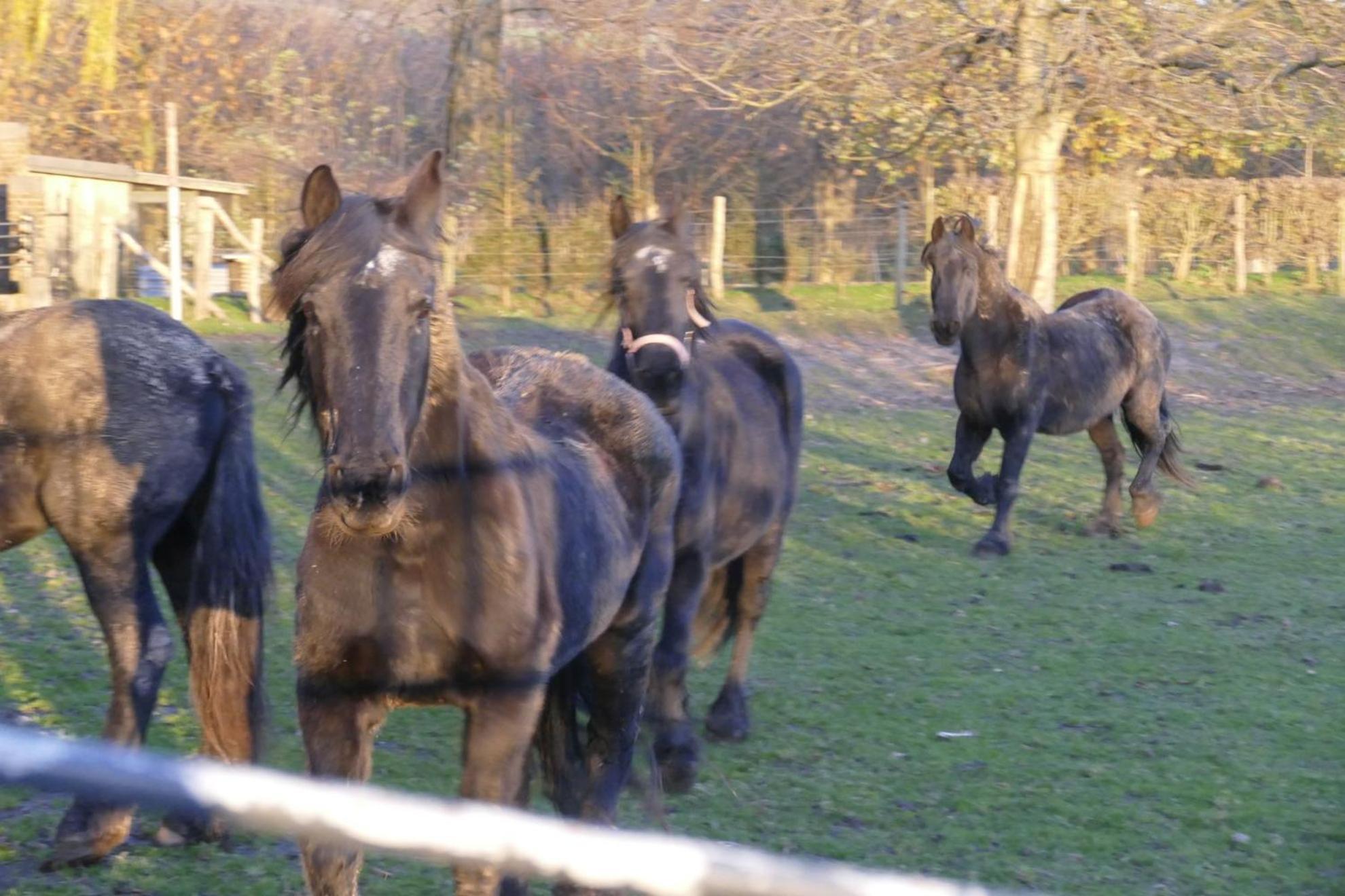 Meschermolen, Overnachten In De Schuur Eijsden Luaran gambar